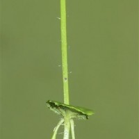 Yamazakia pusilla (Willd.) W.R.Barker, Y.S.Liang & Wannan